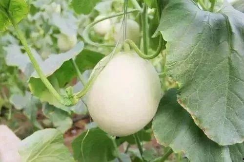 介休吃瓜事件,一场网络舆论的风暴与反思