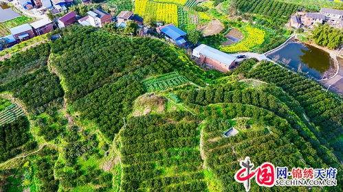 网红村的困境是什么,转型与可持续发展挑战解析